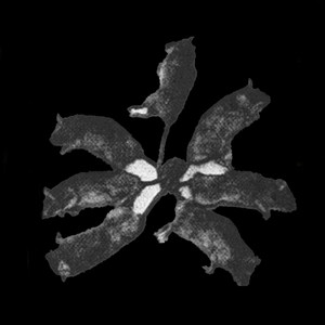 Wie Du Stirbst Cover